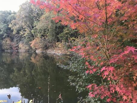 紅葉と池 紅葉と池の写真