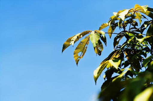 葉っぱに穴 葉っぱに穴 葉,木の葉,葉っぱの写真素材