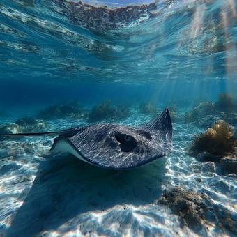 太陽の光が差し込む水中のエイ 太陽の光が差し込む水中のエイの写真