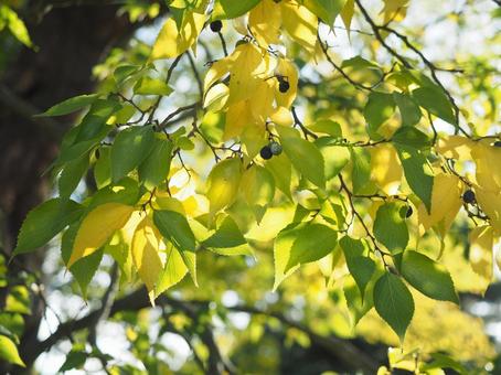 黄色と緑の葉 落ち葉,広場,秋の写真素材