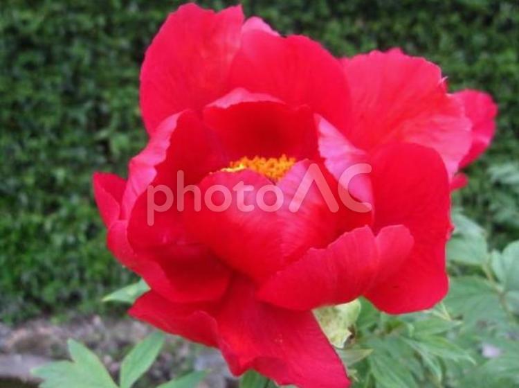 艶やかに咲き誇る真紅の牡丹 牡丹,花,植物の写真素材