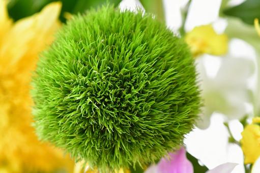 テマリソウ(なでしこ) テマリソウ(なでしこ)の写真