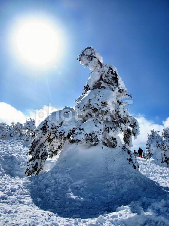 冬の蔵王、樹氷と青空 蔵王,冬,雪の写真素材