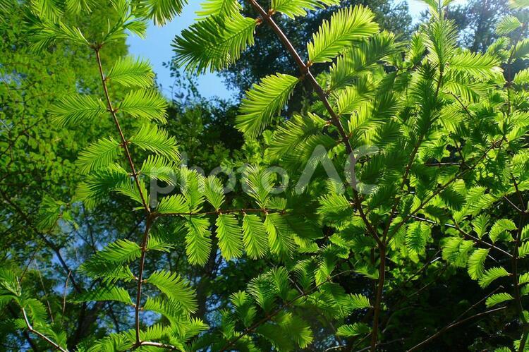 植物　新緑　メタセコイアの若葉 メタセコイア,葉,新芽の写真素材