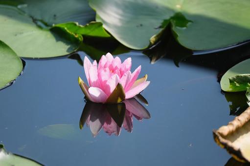 Water Lily, JPG