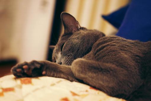 The laid-back daily life of a house cat, JPG