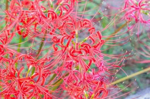 彼岸花 曼珠沙華,彼岸花,リコリスの写真素材