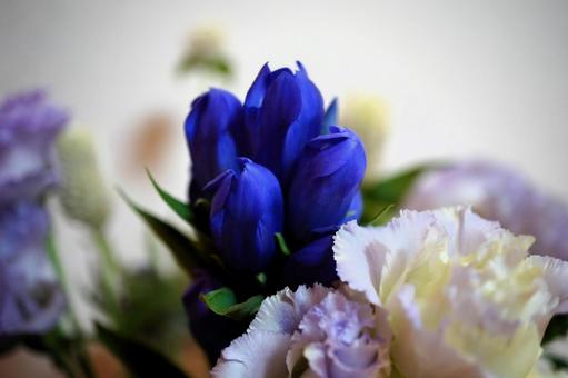 青い花と白い花 リンドウ 青い花と白い花 リンドウの写真