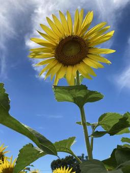 夏の青空に映えるひまわりの花 夏の青空に映えるひまわりの花の写真