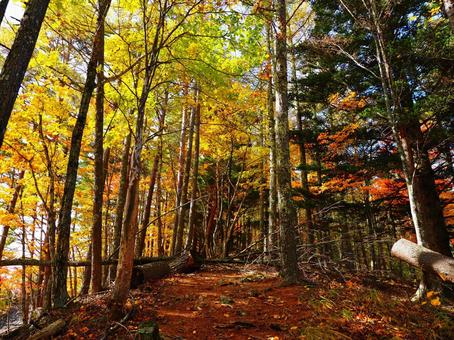 紅葉（瑞牆山）の写真