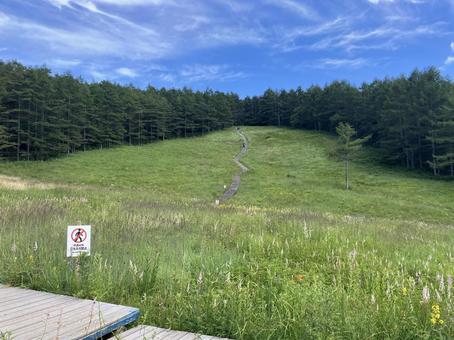 入笠山の入笠湿原風景 入笠山の入笠湿原風景の写真
