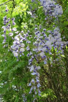 Wisteria flowers growing wild on a suburban forest road, JPG Wisteria flowers growing wild on a suburban forest road, JPG