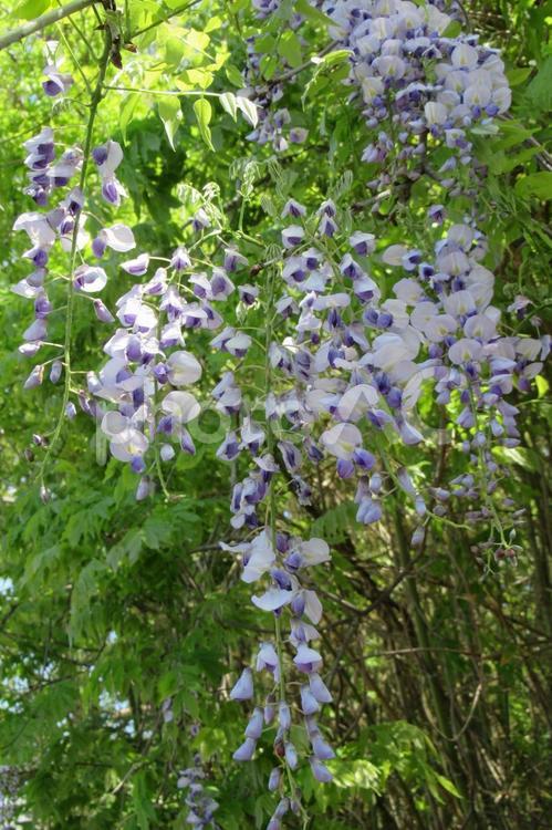 郊外の林道に自生するフジの花 藤,花,植物の写真素材