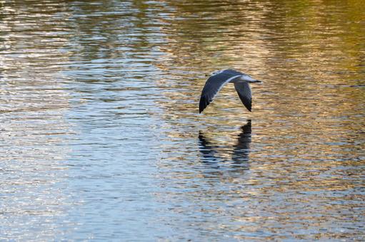 ウミネコの飛翔⑹の写真