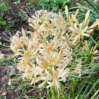 花★彼岸花・曼殊沙華（白） 彼岸花,曼殊沙華,白の写真素材