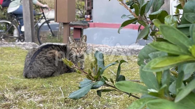 まったりとした猫⑥ 猫,動物,木の写真素材