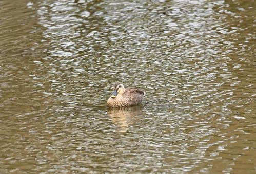 Photo, bird, light duck, feather, 