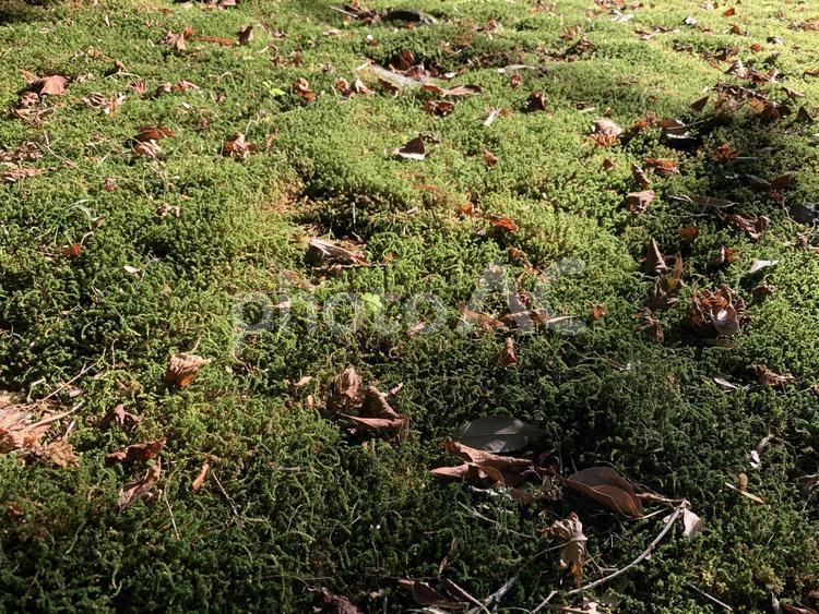 緑の苔のじゅうたん 苔,落ち葉,じゅうたんの写真素材