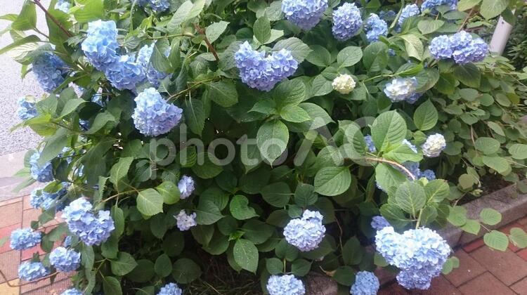 紫陽花 2 紫陽花,あじさい,アジサイの写真素材