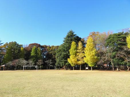 秋の公園 秋の公園 秋,紅葉,公園の写真素材