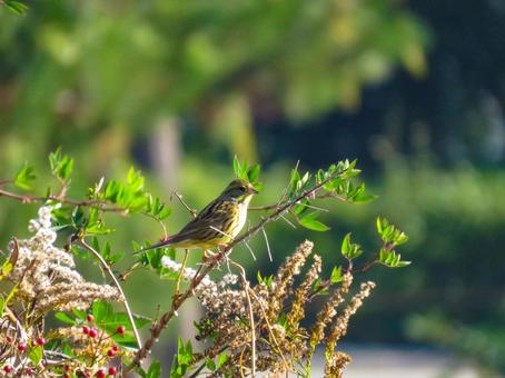 枝に留まるアオジのメス アオジ,野鳥,動物の写真素材