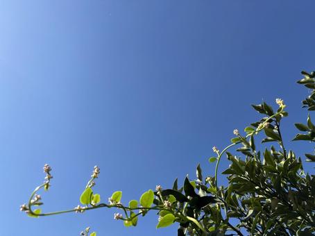 つるむらさきの花と、金柑の木の枝と青空 つるむらさきの花と、金柑の木の枝と青空 金柑,金柑の木,庭の写真素材