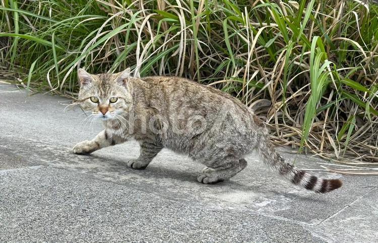 睨む野良猫 猫,野生,ノラネコの写真素材