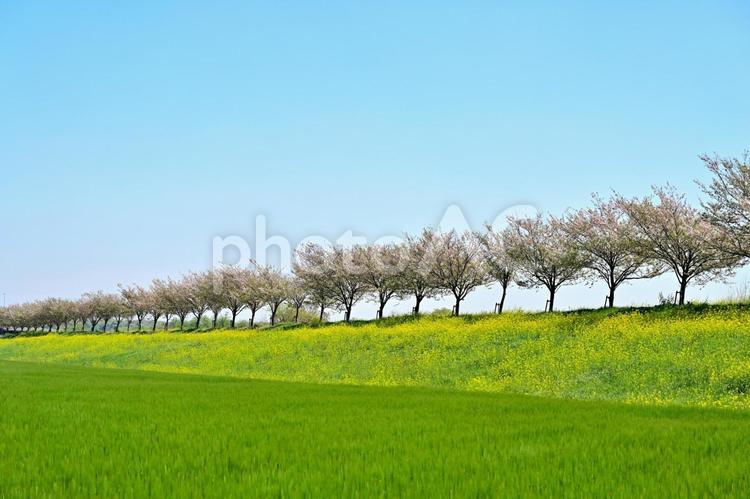 思川桜（栃木） 桜,菜の花,春の写真素材