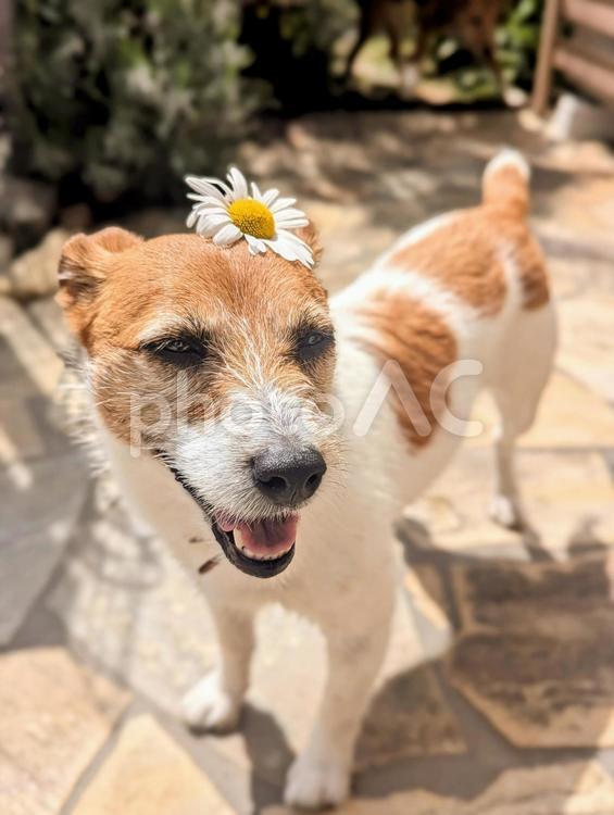 似合うかな？照れるなぁ 犬,フランスギク,デイジーの写真素材