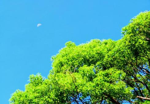 7月の朝の月 7月の朝の月 青空,朝空,空の写真素材
