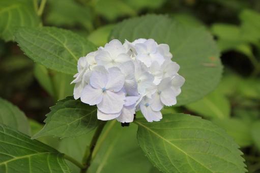 Hydrangea 53, JPG Hydrangea 53, JPG