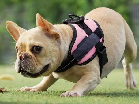 ドッグランで遊ぶフレンチブルドッグ ドッグランで遊ぶフレンチブルドッグ 犬,フレンチブルドッグ,フレブルの写真素材