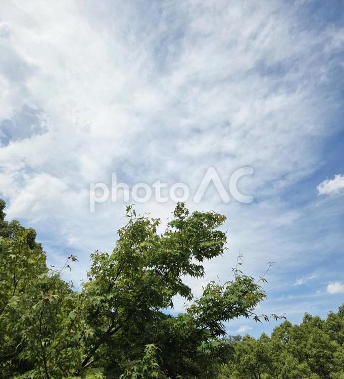 新緑と空 春,緑,山の写真素材