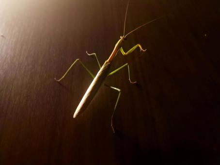 カマキリ カマキリの写真