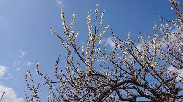 Photo, plum blossom, plum tree, plum grove plum festival, 