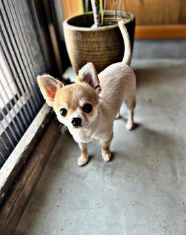 犬 犬の写真