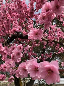 花 花の写真