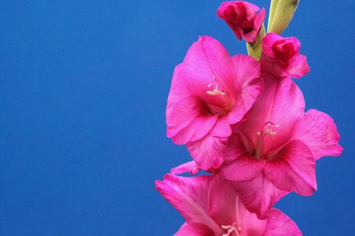 グラジオラスの花 グラジオラスの花の写真