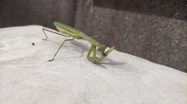カマキリの捕食シーン カマキリ,捕食,エサの写真素材