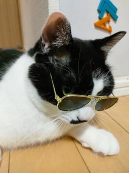 サングラスをかけた猫 サングラスをかけた猫の写真