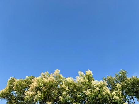 青空とシマトネリコ 青空とシマトネリコ シマトネリコ,空,日差しの写真素材