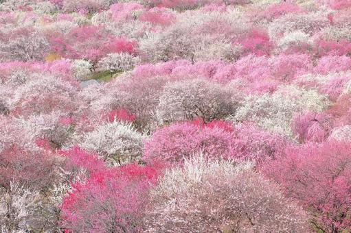 梅林園　春の景色 梅林園,春,梅の写真素材