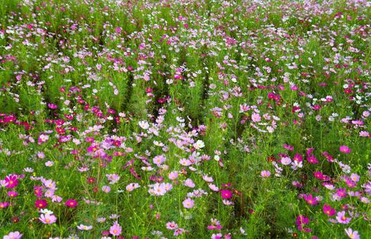 満開に花開いたコスモス畑 満開に花開いたコスモス畑の写真