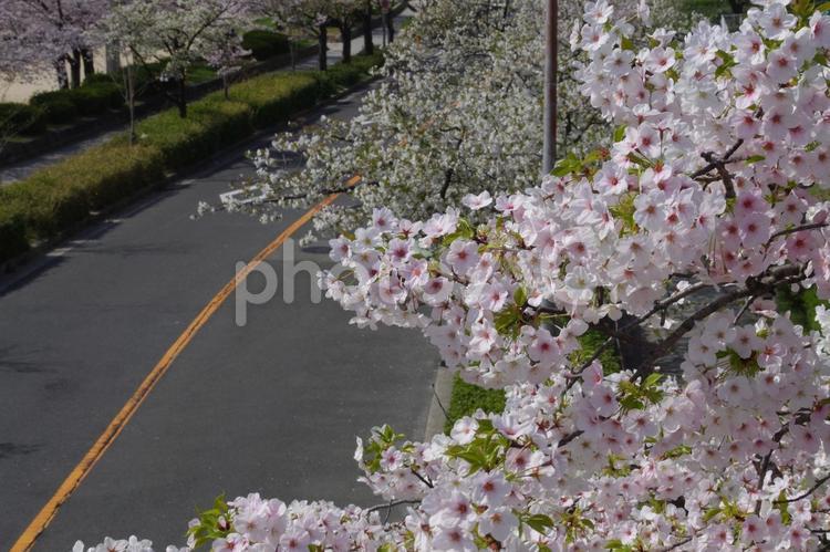 桜並木を走る道路 桜,桜並木,春の写真素材