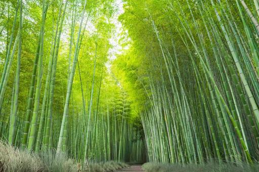 京都の竹林 京都の竹林 竹林,京都,嵐山の写真素材