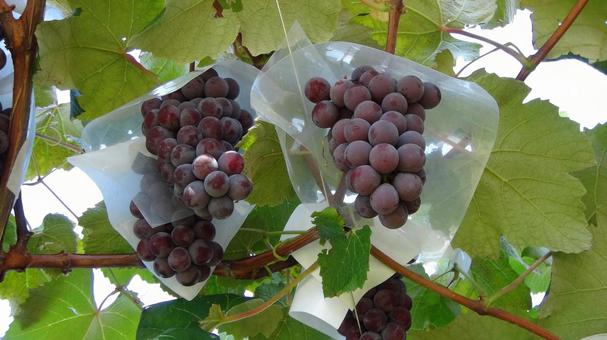 ブドウ01 ブドウ,ぶどう,葡萄の写真素材