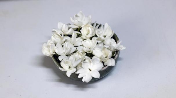 ジャスミン ジャスミンの写真