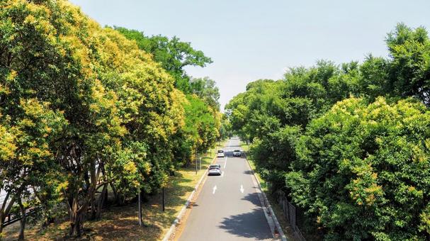 夏の夢の島公園・緑の木々の道(江東区) 夏の夢の島公園・緑の木々の道(江東区) 夏,夢の島公園,江東区の写真素材