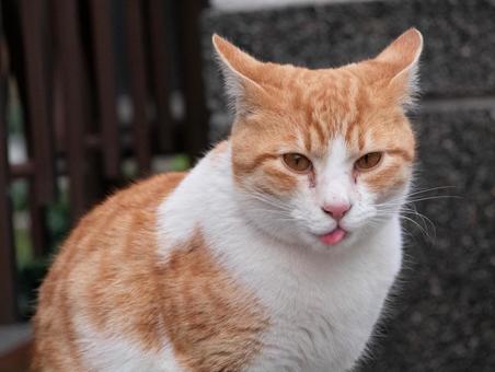 猫 猫 猫,生き物,動物の写真素材