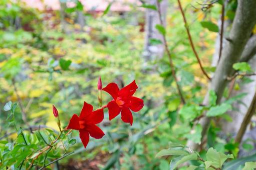 オープンガーデンで見学したペンションの花 オープンガーデン,秋,ペンションの写真素材